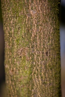 Fagus sylvatica 'Taurica' - buk lesní - kůra
